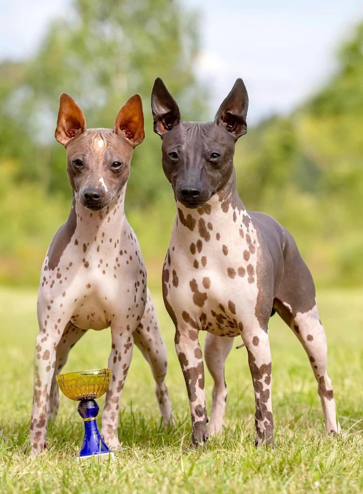 American Hairless Terrier 