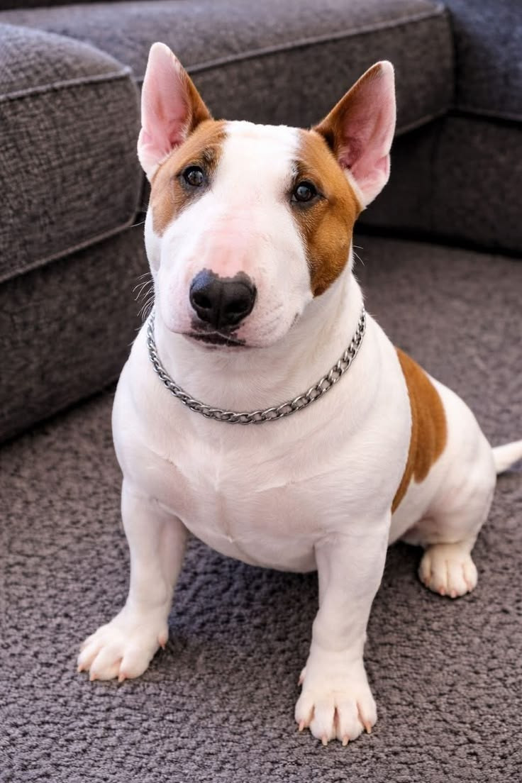 Bull Terrier