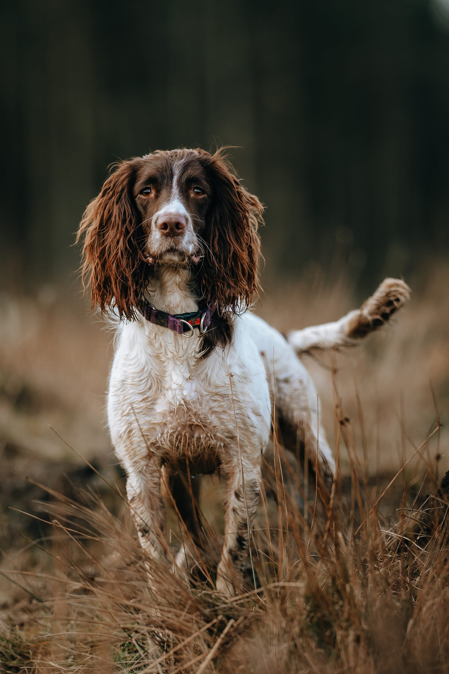 Sprocker Spaniel