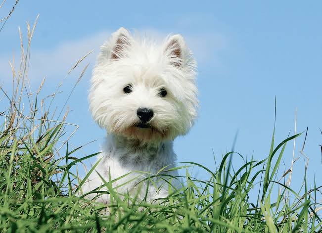 West Highland Terrier
