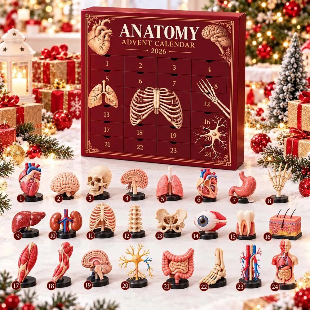 Human Anatomy Advent Calendar 2026 Organ Models Christmas Countdown Medical Student Gift