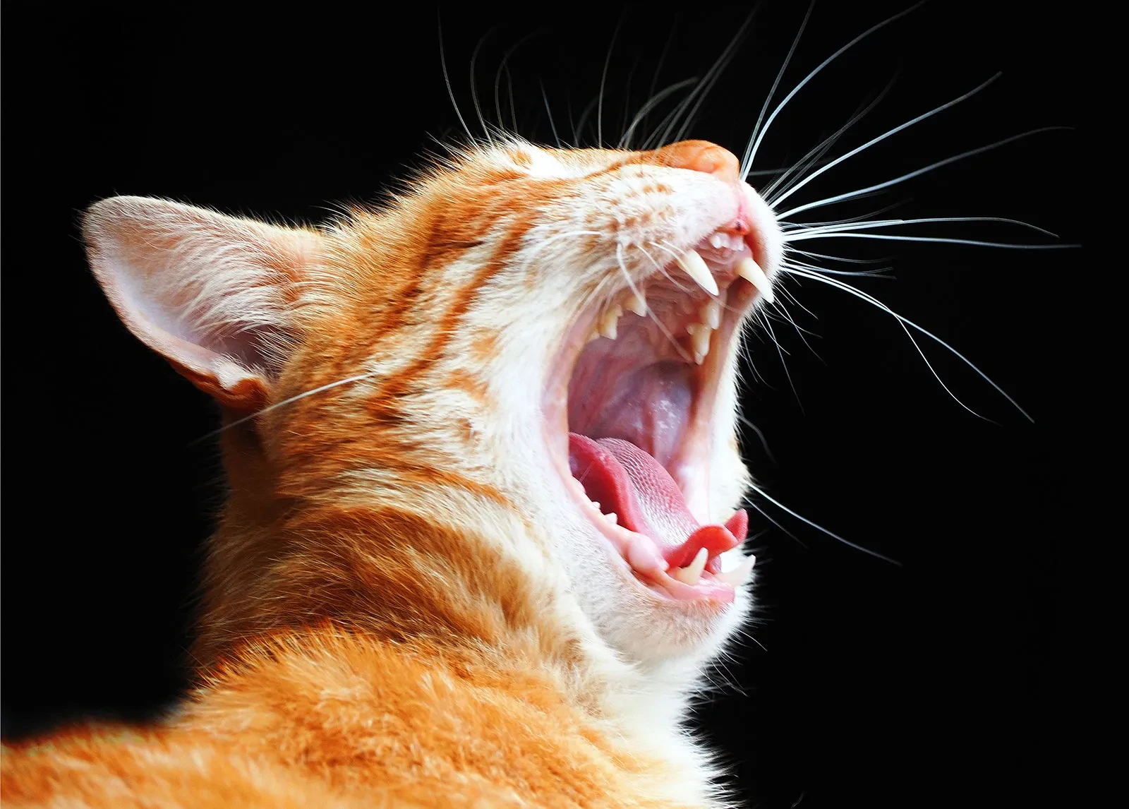 Cat Lover
