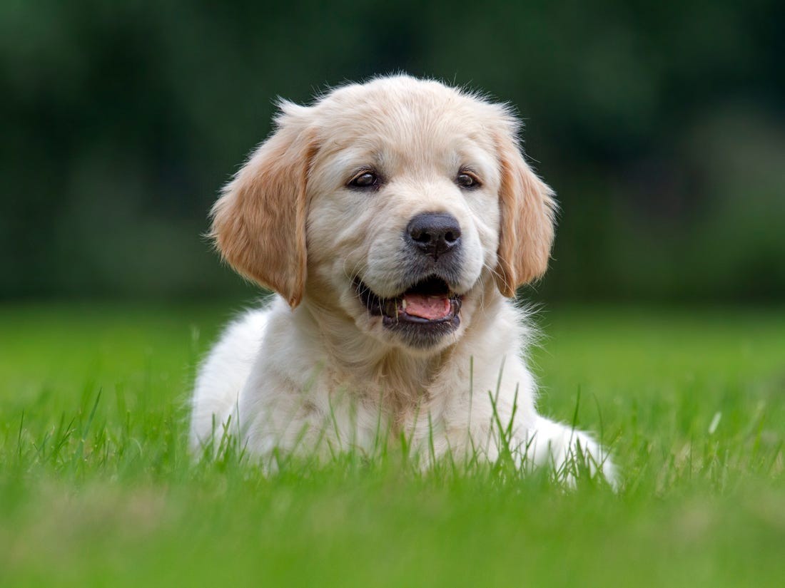 Dog Lover