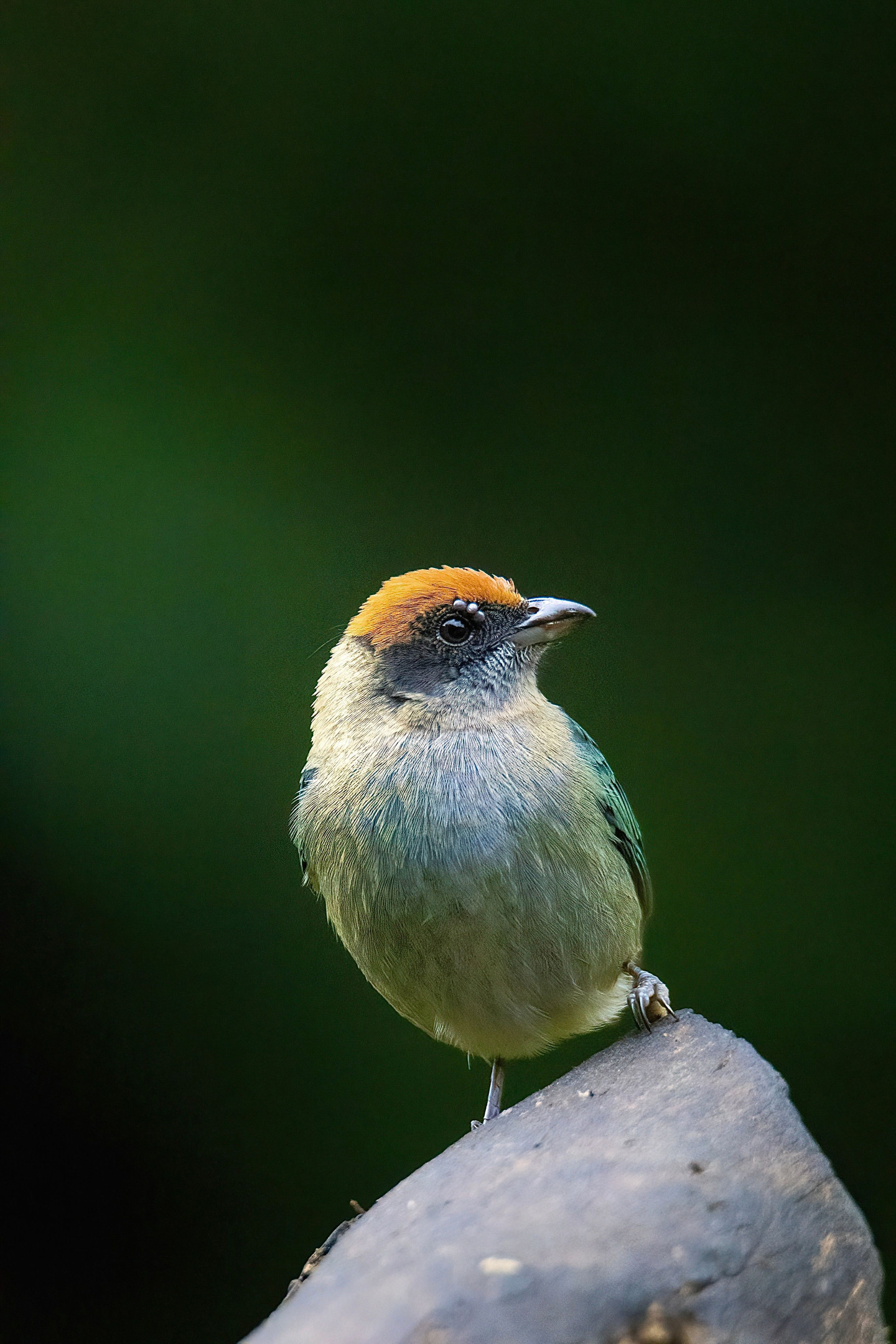 Birds Lovers