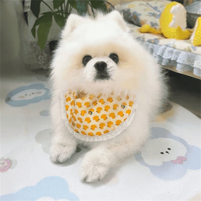 Pet Scarves