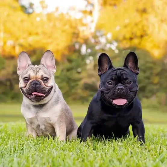 French Bulldog Collection