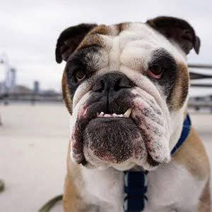 English Bulldog Collection