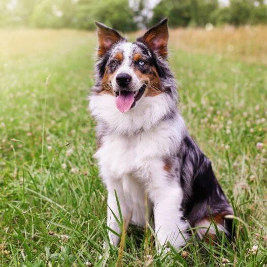 Australian Shepherd Collection