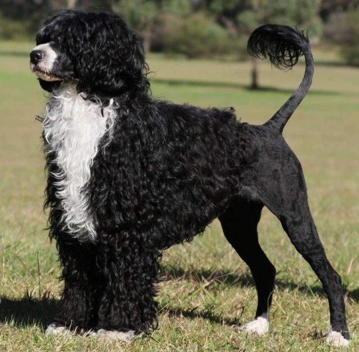 Portuguese Water Dog