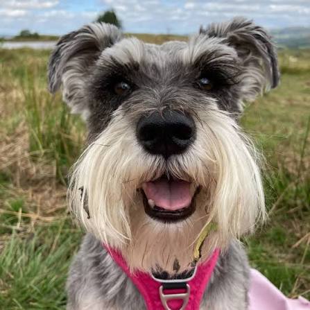 Schnauzer Collection