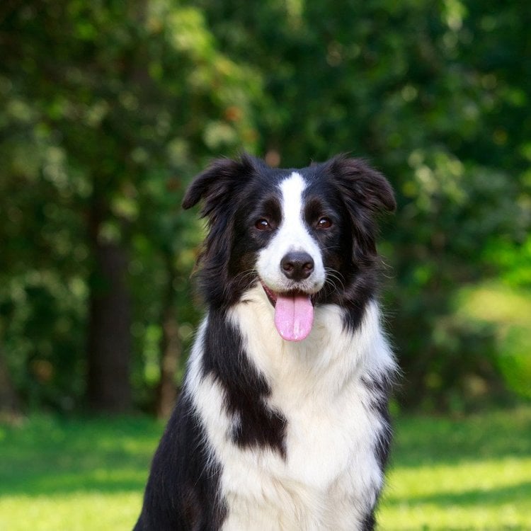 BorderCollie Collection