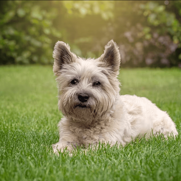 Cairn Terrier Collection