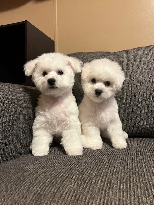 Bichon Frise Collection