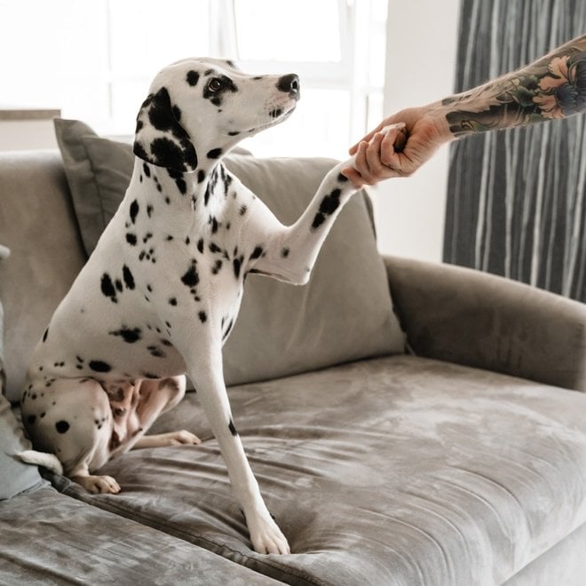 Dalmatian Collection