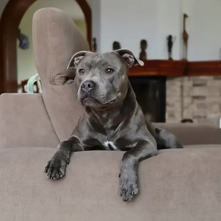Staffordshire Bull terrier