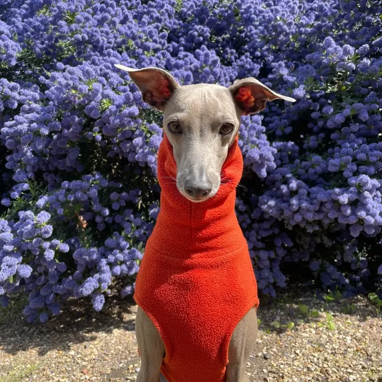 Italian Greyhound