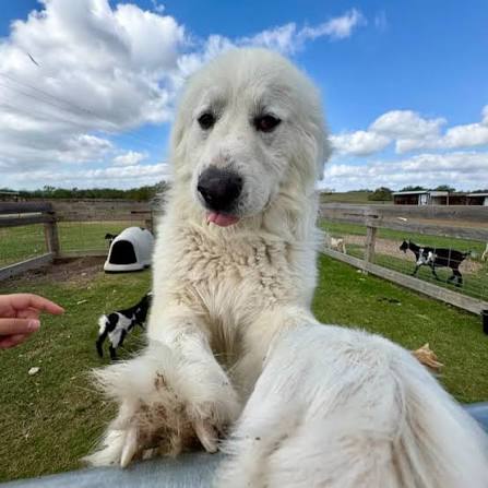 Great Pyrenees