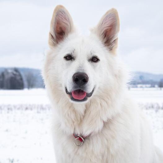 White Swiss Shepherd