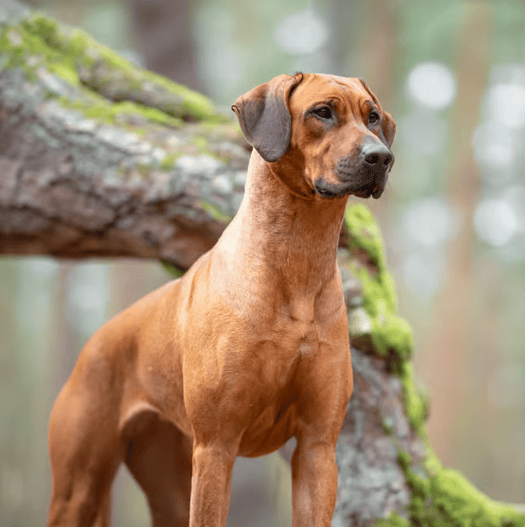 Rhodesian Ridgeback