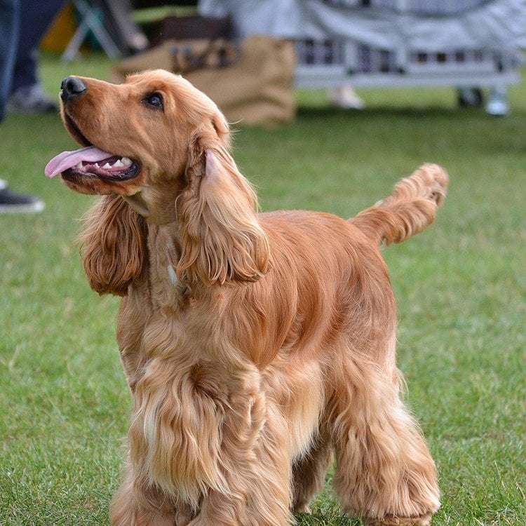 Cocker Spaniel