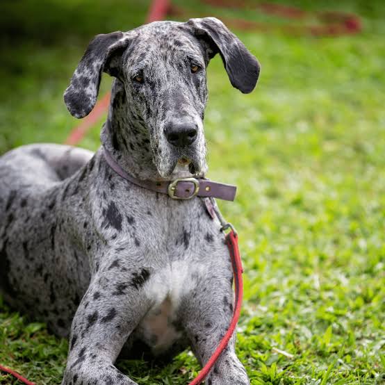 Great Dane Collection