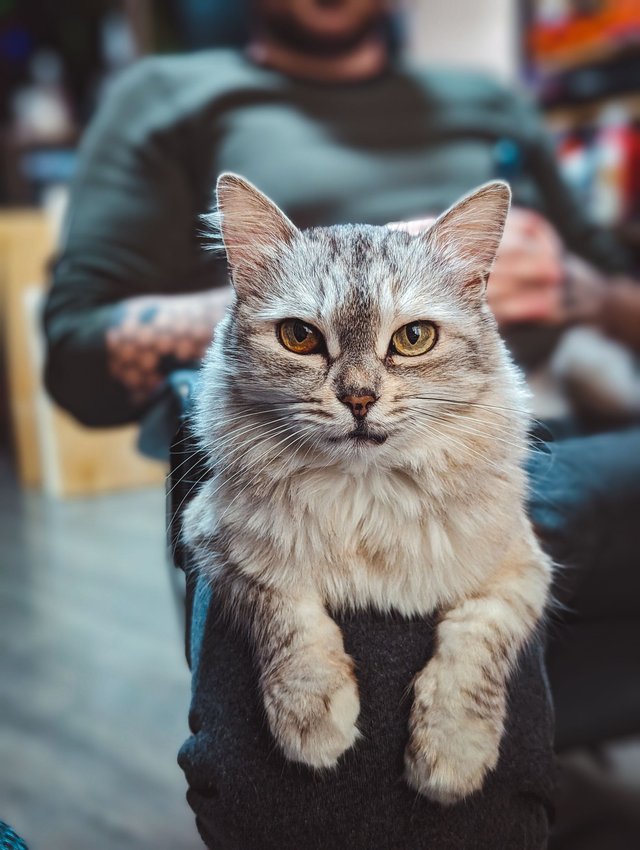 Cat Zone
