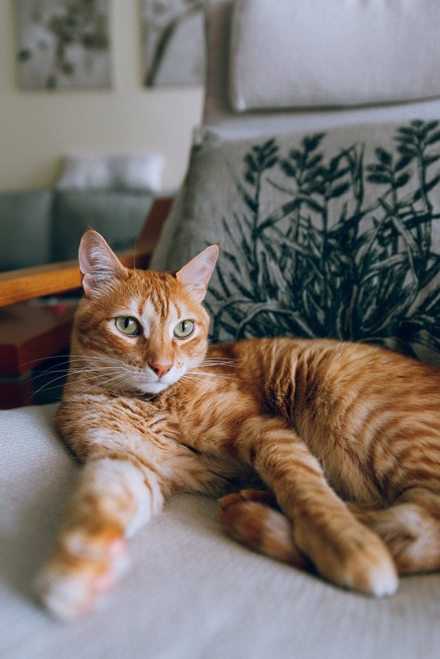 Cat Zone