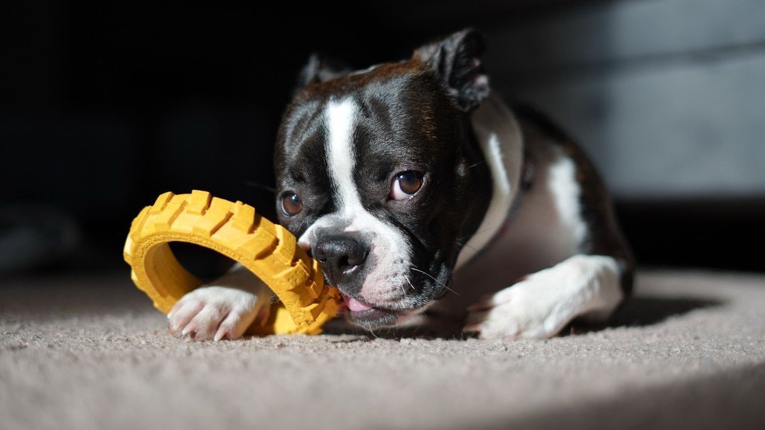 Pet Toys