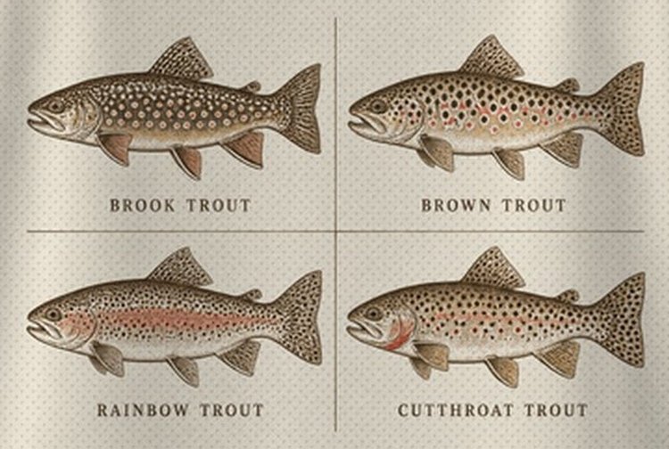 Vintage Trout Species Chart Fly Fishing T-Shirt - print close-up