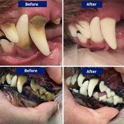 Canident - Dental Scaler & Tooth Cleaner for dogs
