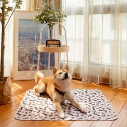 Puppy Pee Pads | Pee Pads For Dogs | PuppyPad