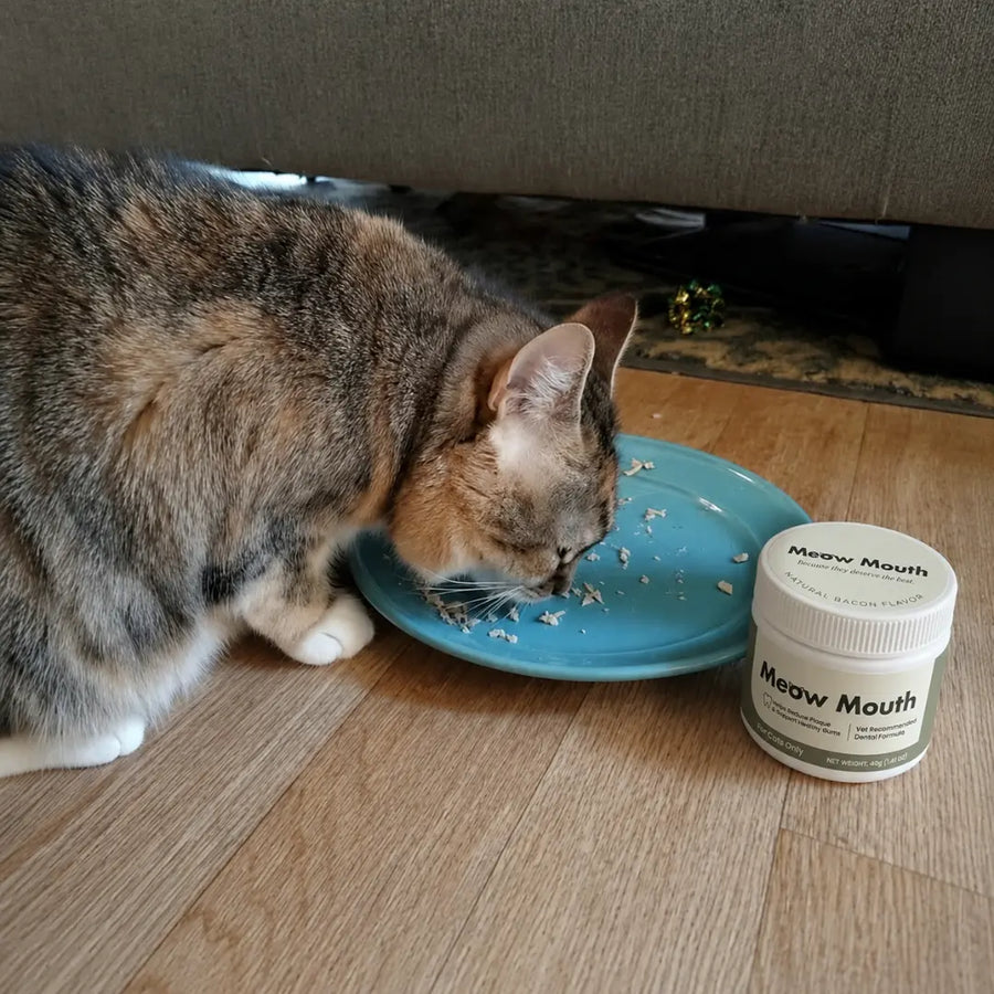 Cat eating from a plate next to Meow Mouth