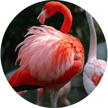 Flamingo Collection