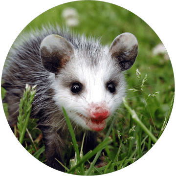 Opossum Collection