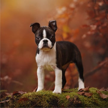 Boston Terrier Lover Collection
