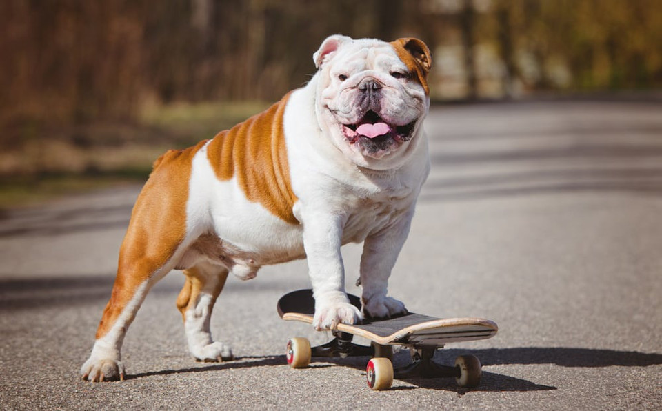 English bulldog skateboarding. English bulldog t-shirt, mug, hoodies and more apparel