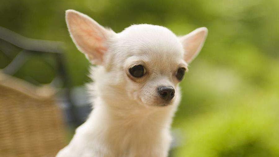 cute chihuahua dog. best place to buy chihuahua t-shirt, shirt, hoodies, mug and more chihuahua apparel