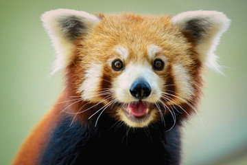 Red Panda Lover Gifts