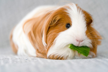 Guinea pig Lover Gifts