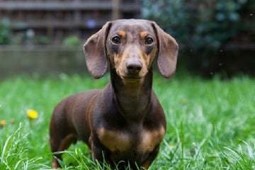 Dachshund Lovers Collections