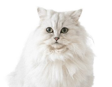 Persian Cat Image