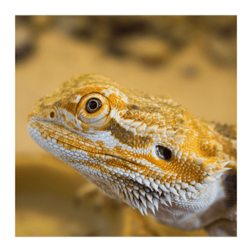 Bearded Dragon Lover Collection