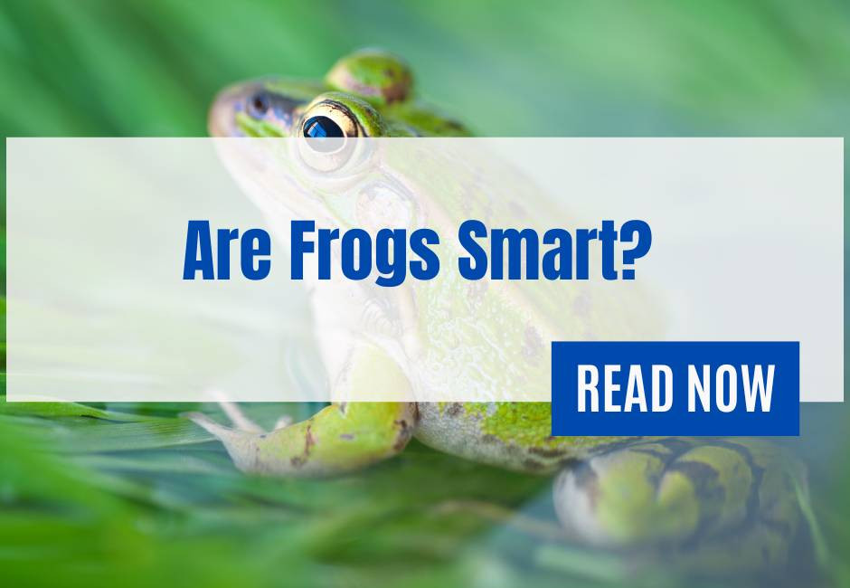 Are Frogs Smart? - Qunelia