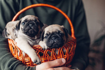 Pug Lover Collection