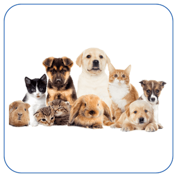 Fetchin' Fluff Pets Collection: Premium Supplies & Trendy Pet Accessories
