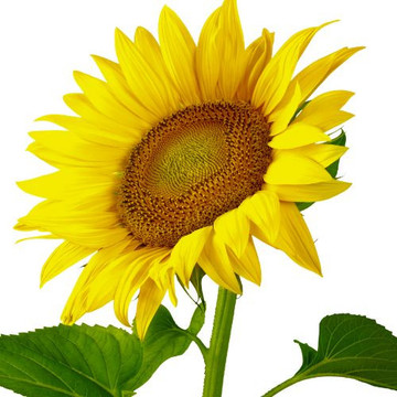 Sunflower Lover Collection