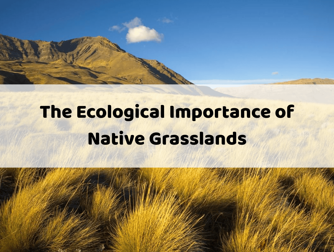 The Ecological Importance of Native Grasslands - Alina Basics