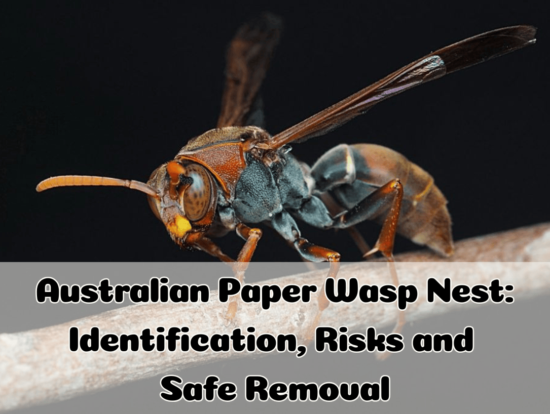 Australian Paper Wasp Nest: Identification, Risks and Safe Removal ...