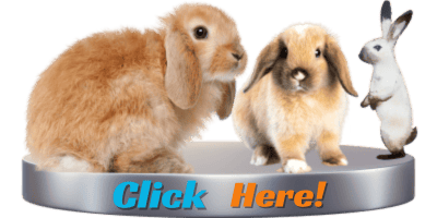 Hoppy Fun for Bunnies & Bunny Fans (USA)! Adorable Rabbit Mugs & More! (Targets "rabbit," "bunny",