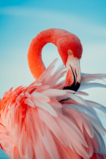 Flamingo Lovers Collection